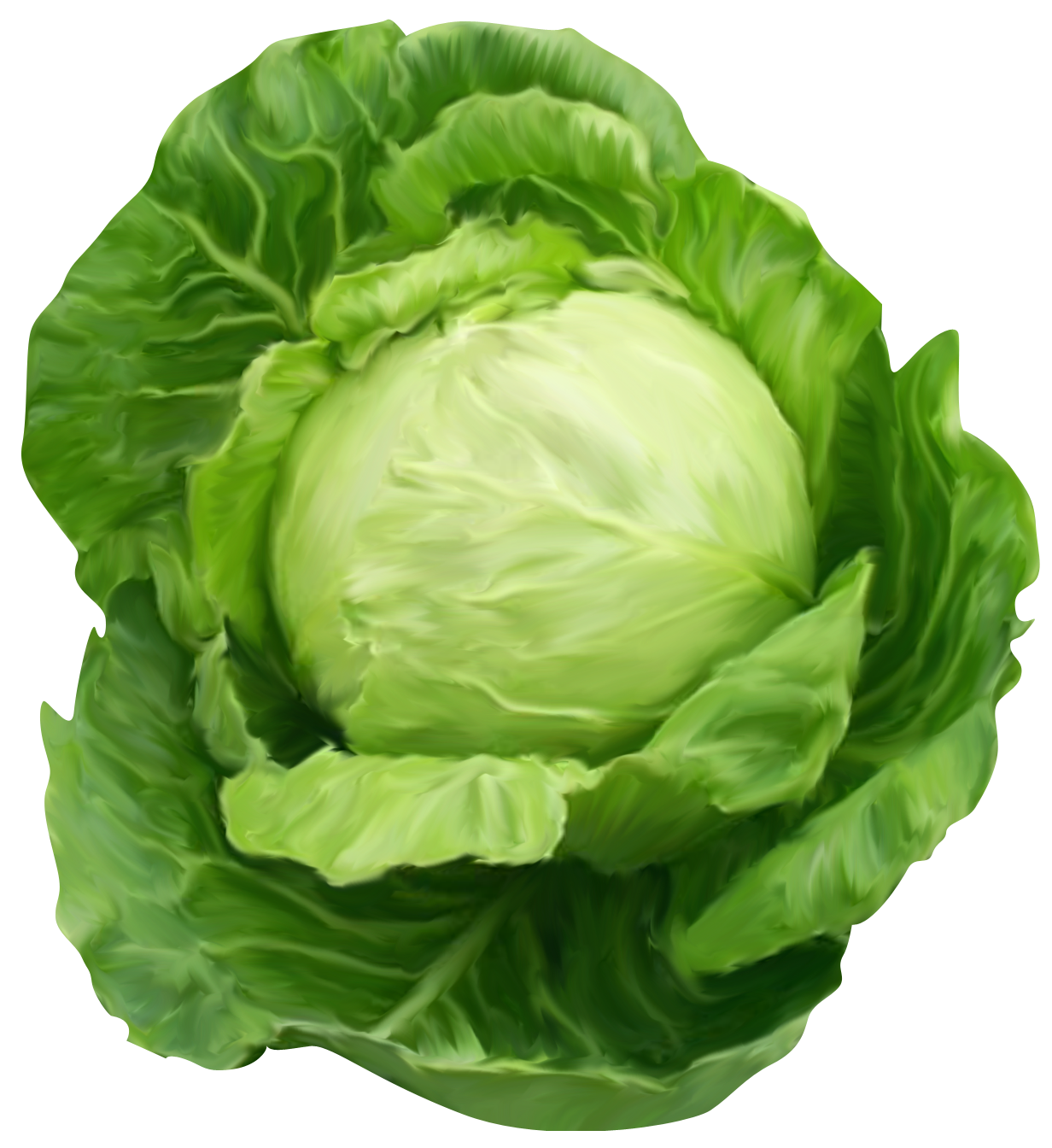 MB CABBAGE /PC