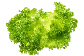 MB LETTUCE /KG