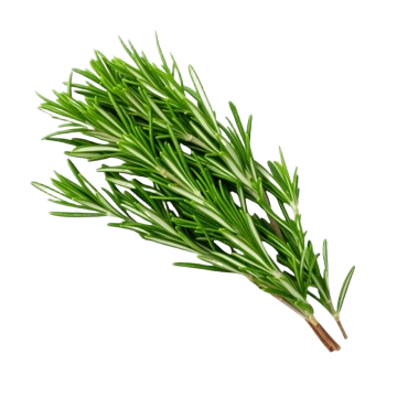 MB ROSEMARY LEAVES /PC